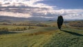 Lonely Cypress tree Royalty Free Stock Photo