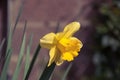 lonely daffodil flower under a sunny day.