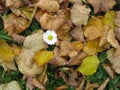 A lonely daisy flower among the autumn foliage. Royalty Free Stock Photo