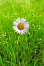 Lonely daisy flower Royalty Free Stock Photo