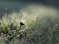 Lonely daisy flower Royalty Free Stock Photo