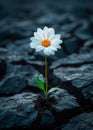 Lonely daisy flower grows in dried up empty swamp. Concept of environmental problems Royalty Free Stock Photo