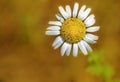 Lonely daisy flower Royalty Free Stock Photo