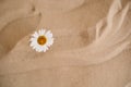 Lonely chamomile grows in the sand of the desert. Place for text