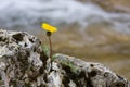 Lonely dandelion