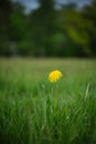 A lonely dandelion in a field