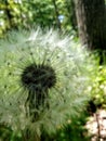 Lonely dandelion in the forest