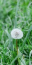 Lonely dandelion among fresh summer grass. Bright greens. Light atmosphere