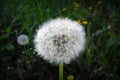 A lonely dandelion with a green background waiting to be blown away..