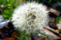 A lonely dandelion with a green background waiting to be blown away. 3