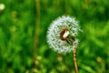 A lonely dandelion has lost its seeds