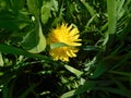 Lonely dandelion in high green grass