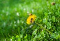 Lonely dandelion Royalty Free Stock Photo