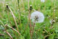 Lonely dandelion lost in the grass.