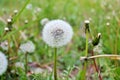 Lonely dandelion lost in the grass.