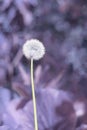 A lonely dandelion on a summer day in a clearing