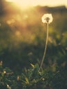 Lonely dandelion at sunset, background Royalty Free Stock Photo