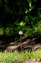 A lonely dandelion -Taraxacum- in the sunlight Royalty Free Stock Photo