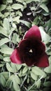 A lonely dark red tulip 1