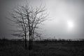 Lonely dead tree against dark cloudy sky. Abstract background Royalty Free Stock Photo