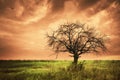 Lonely dead tree. Royalty Free Stock Photo