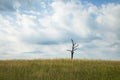 Lonely dead tree in a corn field Royalty Free Stock Photo