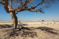 Lonely dead tree in the desert Royalty Free Stock Photo