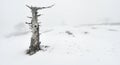 Lonely dead tree in the fog. Snow. Winter landscape Royalty Free Stock Photo