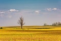 Lonely dead tree in the middle of yellow field Royalty Free Stock Photo