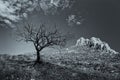 Lonely dead tree with mountain rocks in the background