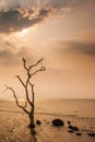 A lonely dead tree stand by the sea, dramatic storm dark cloudy sky over sea. Abandoned dead tree in storm sea. Boiling, climate Royalty Free Stock Photo