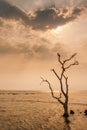 A lonely dead tree stand by the sea, dramatic storm dark cloudy sky over sea. Abandoned dead tree in storm sea. Boiling, climate Royalty Free Stock Photo