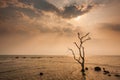 A lonely dead tree stand by the sea, dramatic storm dark cloudy sky over sea. Abandoned dead tree in storm sea. Boiling, climate Royalty Free Stock Photo