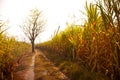 Lonely dead tree,sunset in evening Royalty Free Stock Photo