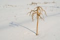 Lonely decorative tree under a low winter sun