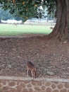 A lonely deer