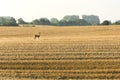 Lonely deer on a cornfield staring into the camera in the morning light