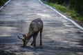 Lonely deer in Ordesa Valley, Aragon, Spain