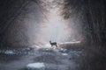 Lonely deer walking in a forest in winter