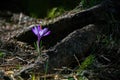 Lonely delicate fragile crocus among dark tree roots Royalty Free Stock Photo