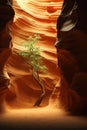 Lonely Depths: A Journey Through the Growing Slot Canyon of Cons Royalty Free Stock Photo