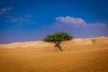 Lonely desert tree is surviving the arid climate