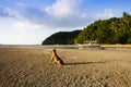 lonely dog at beach Royalty Free Stock Photo