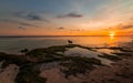 Lonely dog at the beach. Seascape during sunset golden hour. Ocean low tide. Bali tropical island Royalty Free Stock Photo