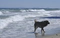 The lonely dog is on the beach Royalty Free Stock Photo