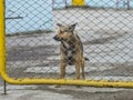 Lonely dog behind a fence looking somewhere Royalty Free Stock Photo