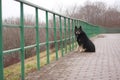 Lonely dog at the fence