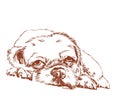 Lonely dog hand drawing Royalty Free Stock Photo
