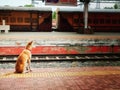 Lonely dog in Indian railway station sitting and waiting for its owner Royalty Free Stock Photo