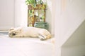 Lonely dog Royalty Free Stock Photo